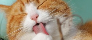 Catchy freebie template kitten