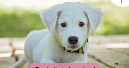 CatchyFreebies Sample 3